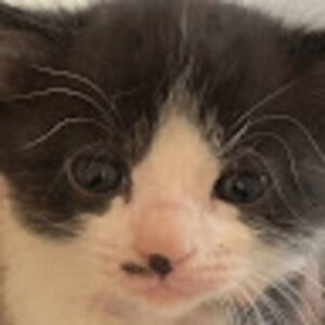 Meet your Posher, Nyla